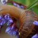 unexpected championship snail racing in england with the speed of the athletes 135843