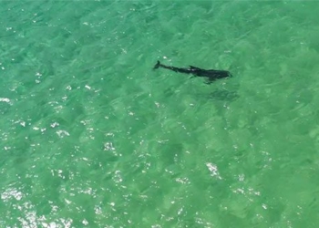 unexpected elephant appears in quy nhon underwater with scratch marks on its back and difficulties 135728