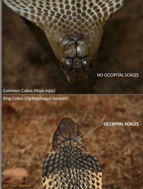 Occipital scales are exclusive to king cobras.