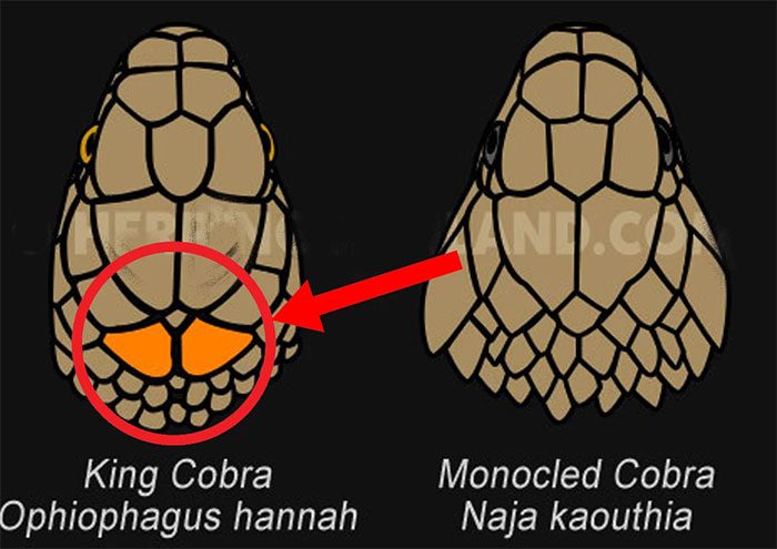 Occipital scales (orange scales)