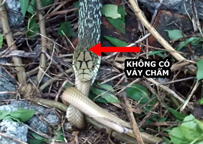 The head of a rat snake (scientific name: Elaphe carinata) is quite similar to that of a king cobra