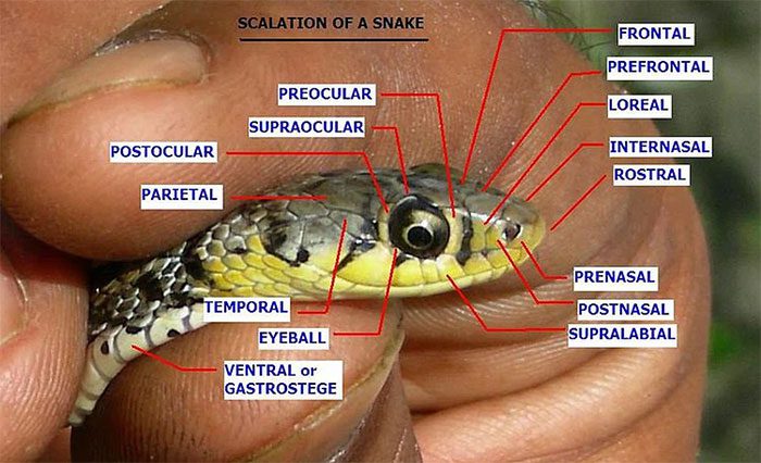 Types of scales on the snake's head