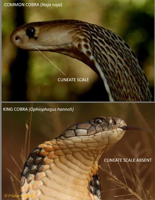 Location of cuneate scales.