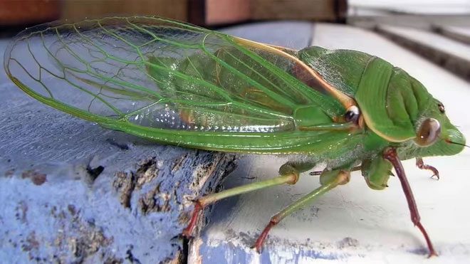 Green Cicada