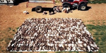 video farmers bring their teams to the field results more than 500 rats are eliminated 115996