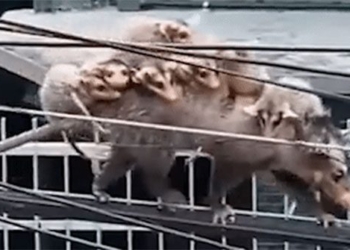 video mouse mother and 7 children acting like a spectacle on electric cable attracting millions of viewers 136031