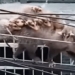 video mouse mother and 7 children acting like a spectacle on electric cable attracting millions of viewers 136031