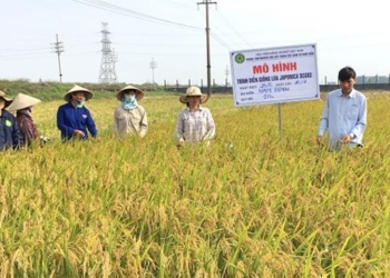 vietnam creates japonica rice seed sieu dau 117887