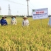 vietnam creates japonica rice seed sieu dau 117887