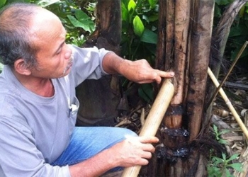 vietnam has a tree that can be drunk directly from the trunk to cause addiction 123918