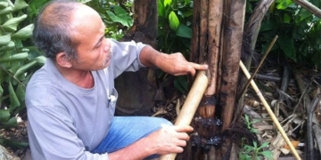 vietnam has a tree that can be drunk directly from the trunk to cause addiction 123918