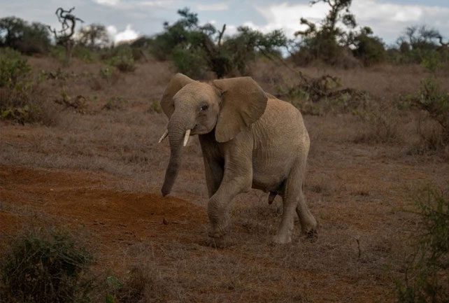 African Elephant