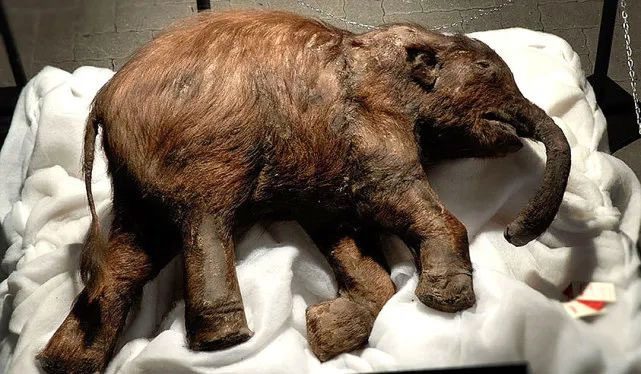 A young woolly mammoth discovered in 2012.