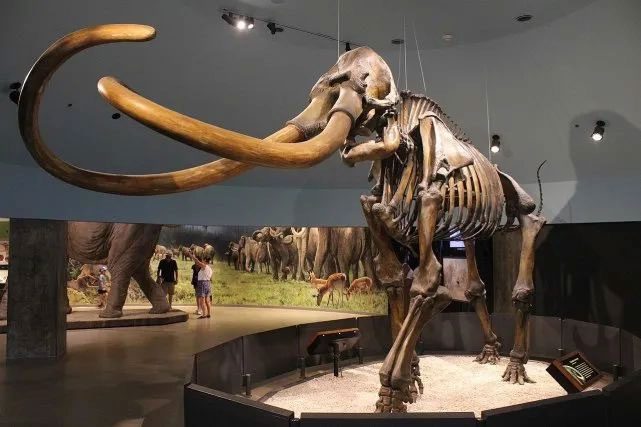 This ancient creature is massive, similar to today’s elephants, but with significantly more curved tusks.