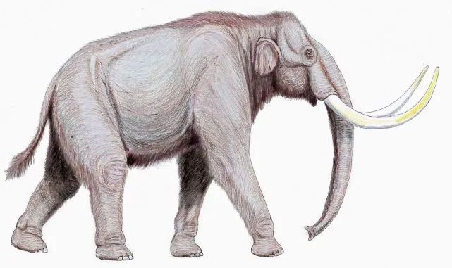 Siberia is regarded as the primary location for finding woolly mammoth tusks.