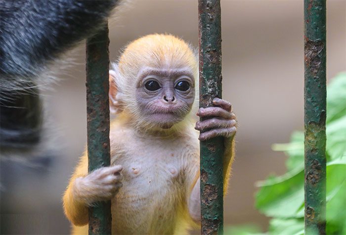 Baby silvered leaf monkey with orange-yellow fur