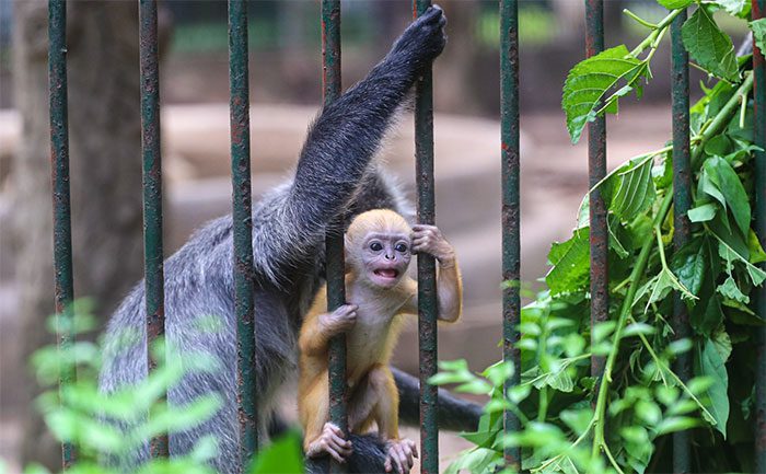 Visitors taking photos of the silvered leaf monkey family with the yellow-orange baby