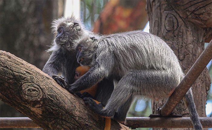 After the "love scandal," the silvered leaf monkey family remains inseparable.