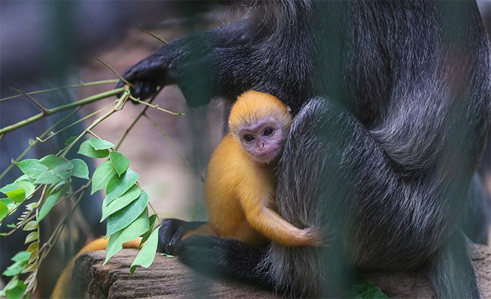 This baby monkey is just over one month old and quite shy