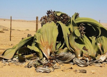 welwitschia mirabilis an ancient plant species with the ability to survive thousands of years 130409