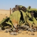 welwitschia mirabilis an ancient plant species with the ability to survive thousands of years 130409