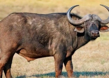 why africans cannot domesticate the african wild buffalo 135941