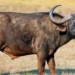 why africans cannot domesticate the african wild buffalo 135941