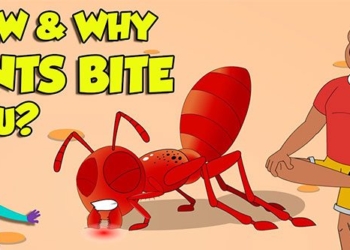 why ants need people 135449