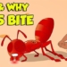 why ants need people 135449