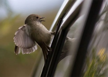 why birds are often head first into windows 135840