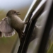 why birds are often head first into windows 135840