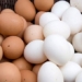 why chickens have two colors and the surprising reason 74301