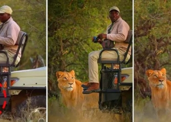 why lions dont attack people in safari vehicles 126467