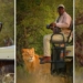 why lions dont attack people in safari vehicles 126467