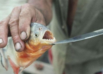 why piranha fish are extremely aggressive but still cannot dominate the amazon river 135736