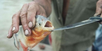 why piranha fish are extremely aggressive but still cannot dominate the amazon river 135736