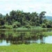 wwf warns of shrinking habitat areas of wetlands 3358