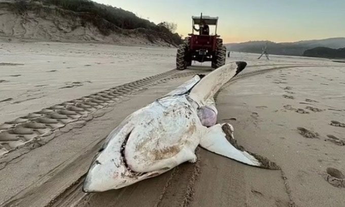 The carcass of the great white shark missing its liver washed up on the beach.