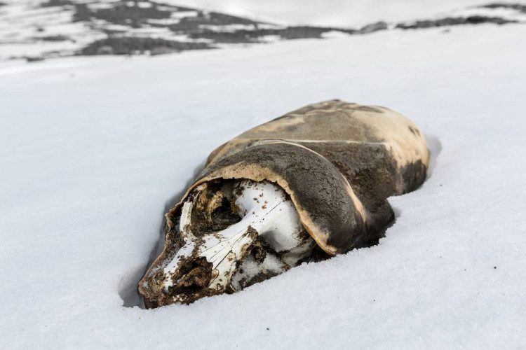 In the McMurdo Valley, there are no trees or animals.