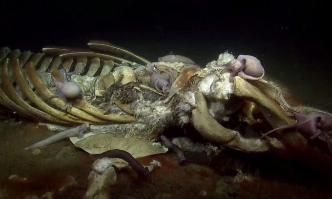 A whale skeleton submerged off the coast of California.