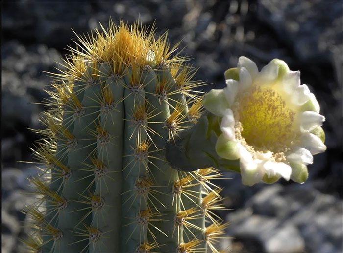 A Key Largo cactus in bloom