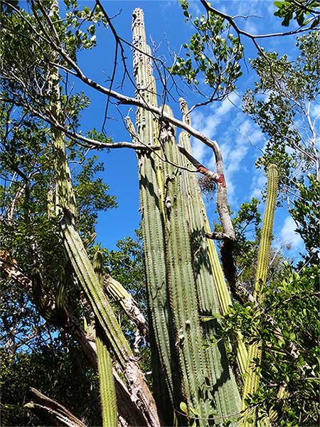 Cactus in the Florida Keys can reach heights of up to 6 meters