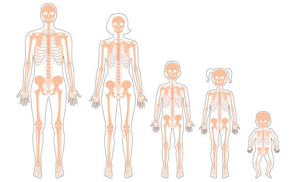 Newborns have around 300 bones, while adults typically have 206 bones.