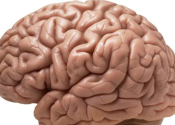 10 shocking facts about the human brain 46471