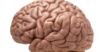 10 shocking facts about the human brain 46471