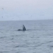 10m long elephant constantly sitting on the water surface in binh dinh coast 134804