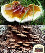 Ganoderma lucidium is considered a precious herbal remedy