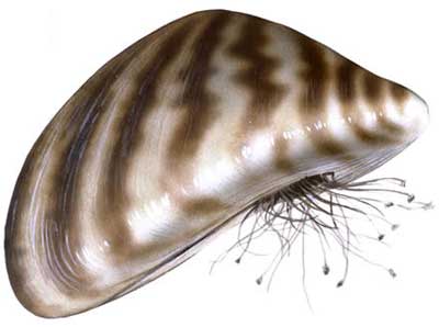 4Dreissena polymorpha