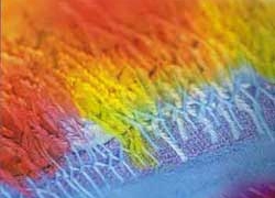5018 color variant