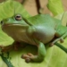 Australia frog